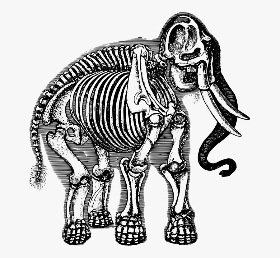 Art,skeleton,monochrome Photography - Gambar Kerangka Hewan Gajah, Transparent Clipart