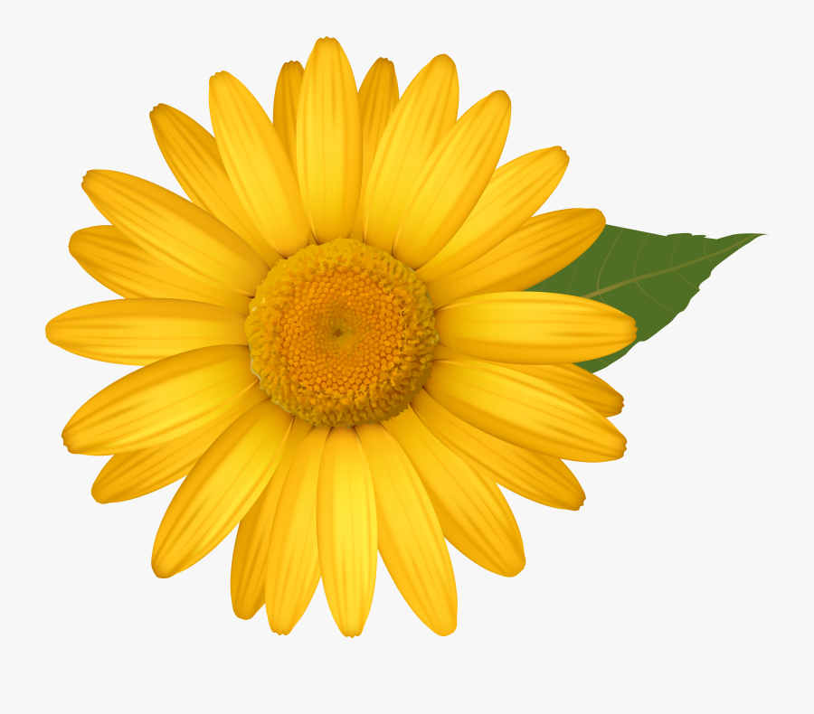 Yellow Daisies Clipground - Yellow Daisy Clipart , Free Transparent