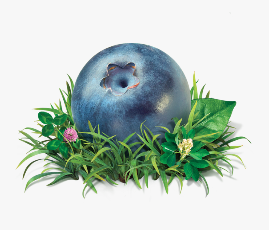 Maple Hill Blueberry Kefir, Transparent Clipart