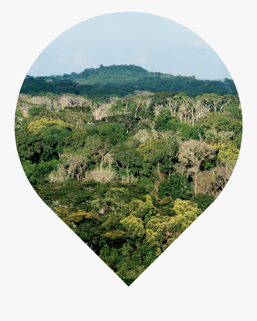 Wider Taï Forest Area, Côte D"ivoire - Cote D Ivoire Landscape, Transparent Clipart