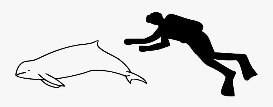 Image Library Library Dolphins Vector Pesut - Vaquita Compared To Human, Transparent Clipart