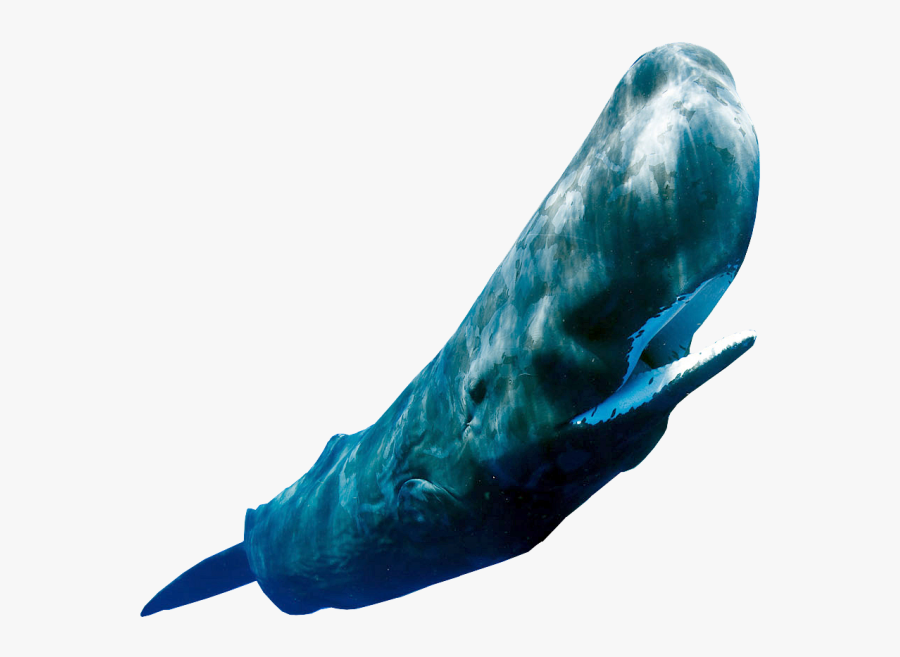 Sperm Whale Png - Sperm Whale Transparent, Transparent Clipart