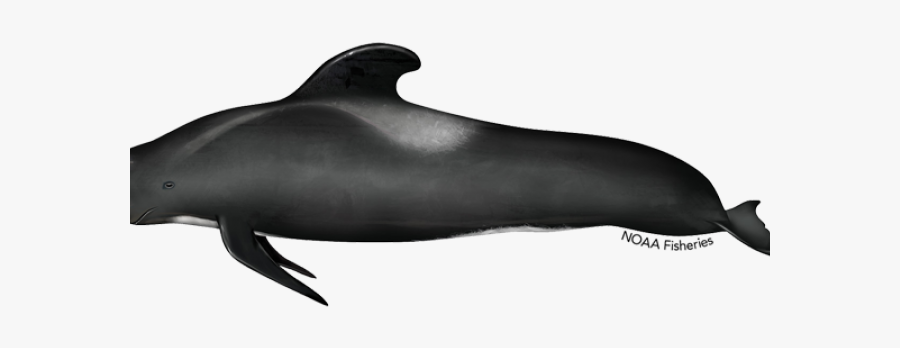 Long Finned Pilot Whale Noaa, Transparent Clipart