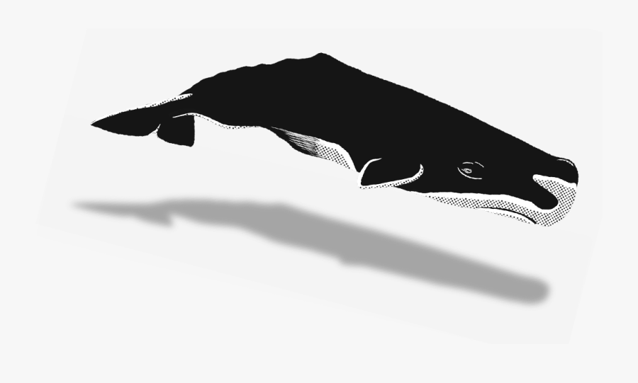 Humpback Whale, Transparent Clipart