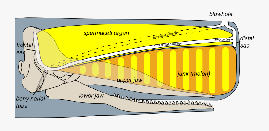 head whales anatomy sperm a Inside