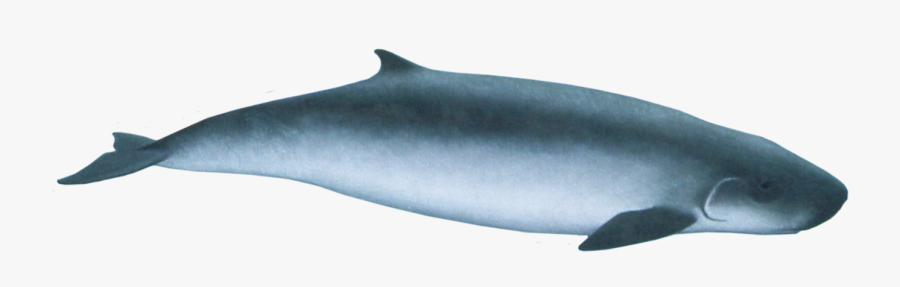 Transparent Whale Fin Back - Pygmy Sperm Whale Png, Transparent Clipart