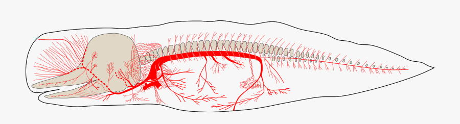 Sperm Whale Circulatory System, Transparent Clipart
