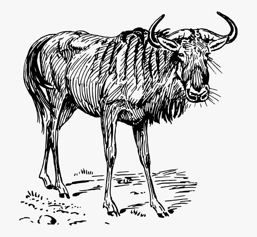 Line Art,wildlife,coloring Book - Wildebeest Black And White, Transparent Clipart