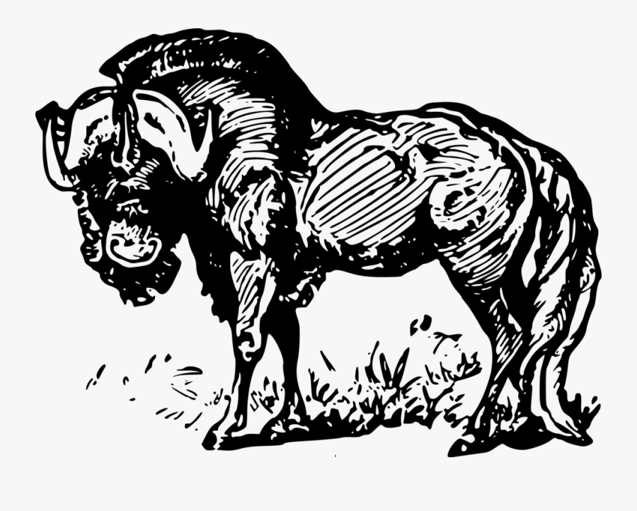 Line Art,wildlife,art - Stallion, Transparent Clipart