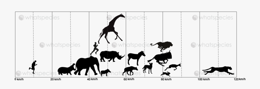Animal Running Speed Km H, Transparent Clipart