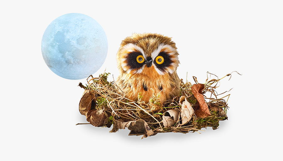 Gold Scene - Screech Owl, Transparent Clipart