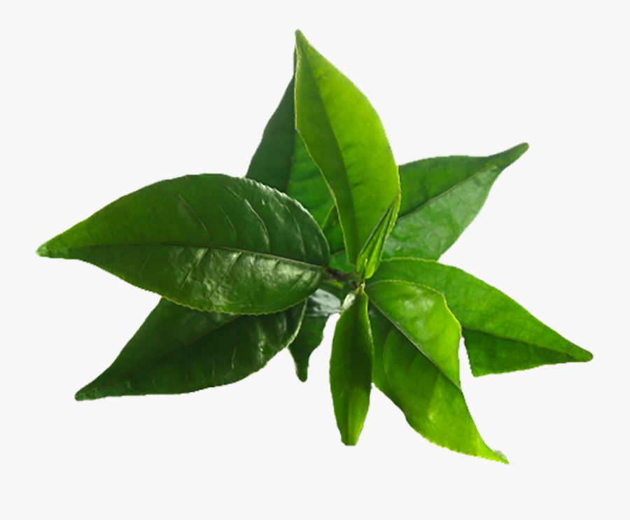 Tea Tree Leaves Png, Transparent Clipart