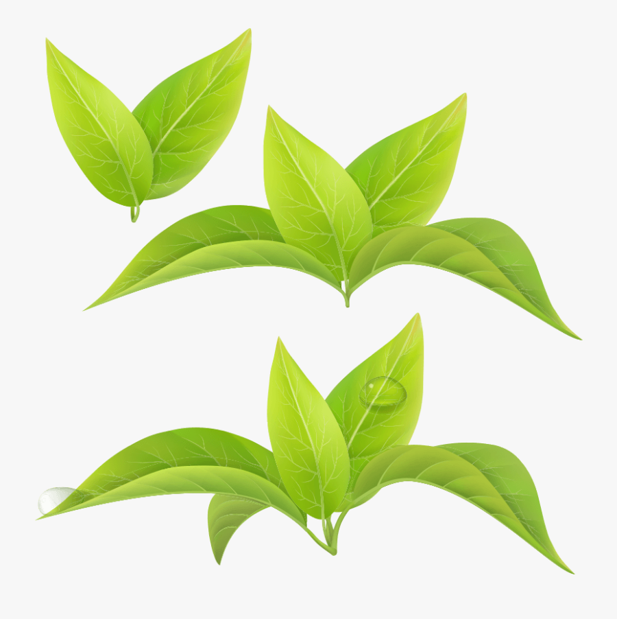 Green Tea Leaf White Tea Matcha - Leaf Green Tea Png, Transparent Clipart