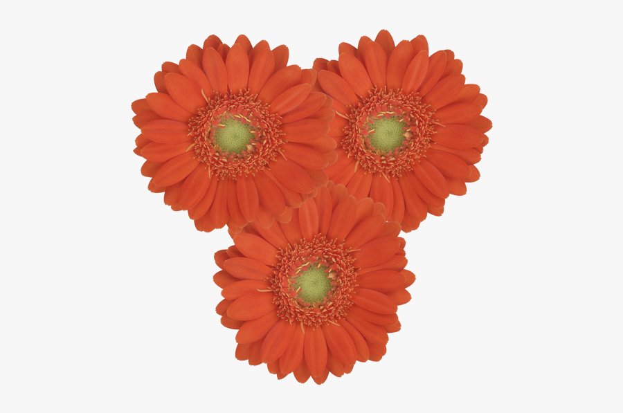 Birthday, Transparent Clipart