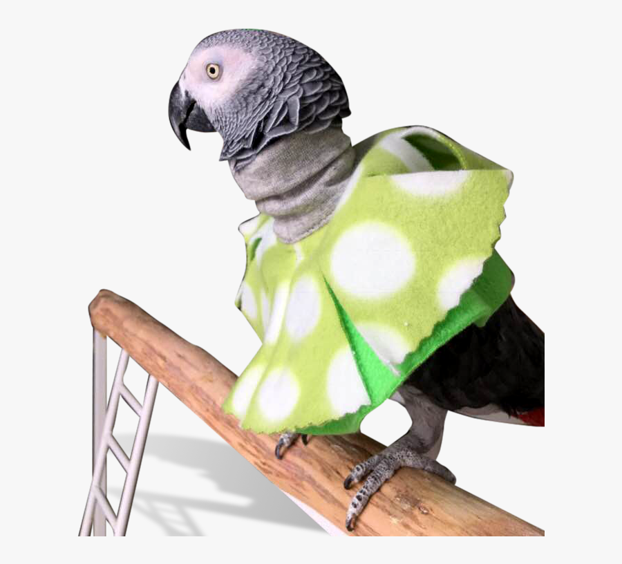 Clip Art Birdsupplies Com Bird Collars - Feather Plucking Neck Ring, Transparent Clipart