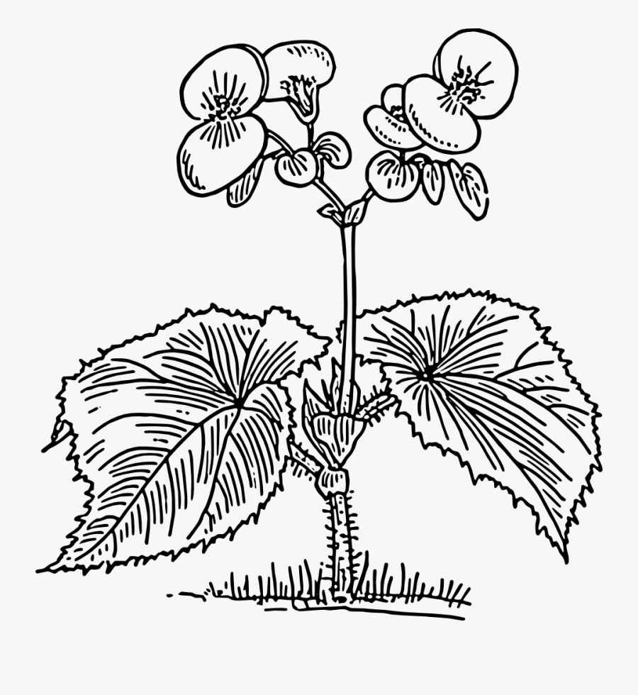 Begonia Clipart, Transparent Clipart