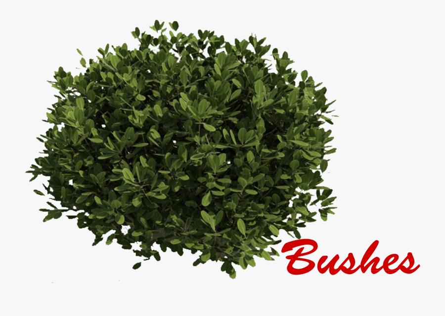 Bushes Png Picture - Sebastian Tan Broadway Beng, Transparent Clipart