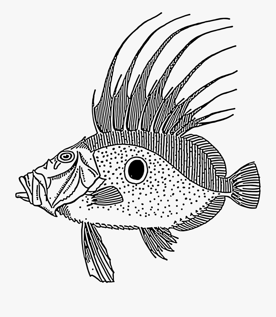 Drawing Dory Fish - John Dory Fish Vector, Transparent Clipart