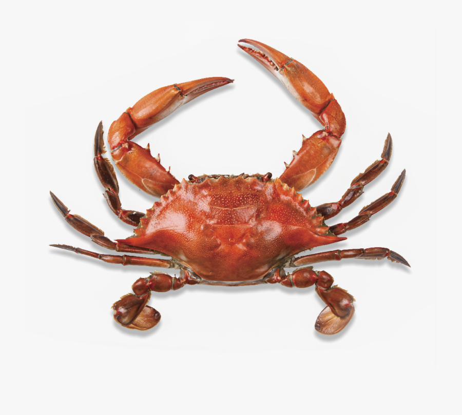 Now You Can Download Crab Icon Clipart, Transparent Clipart