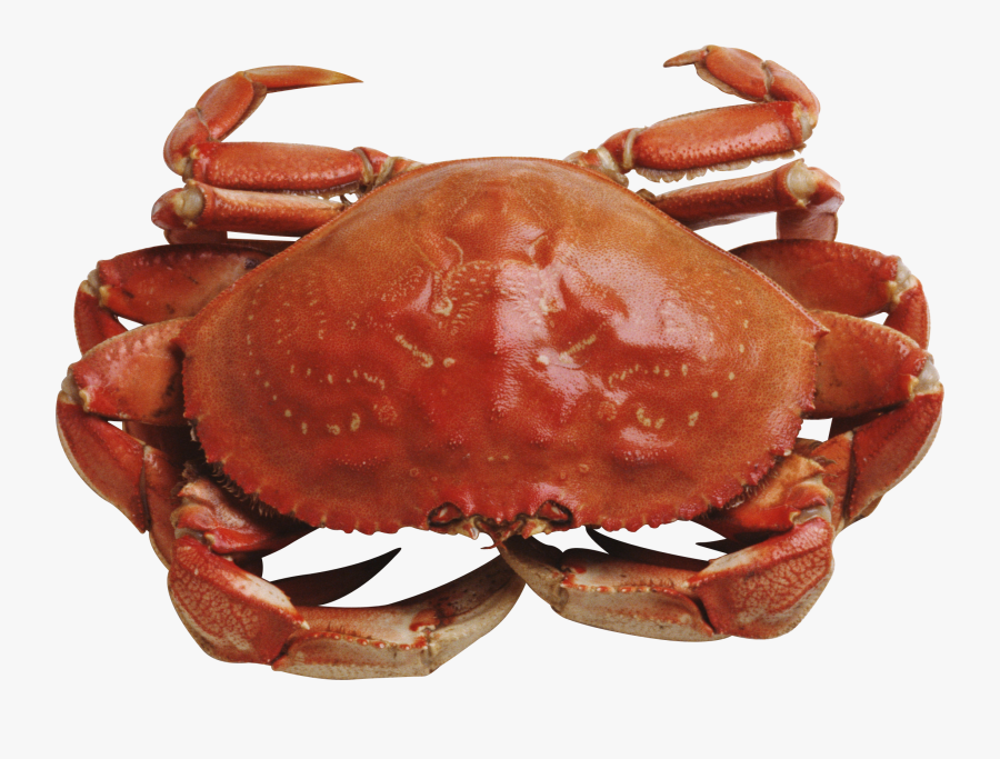 Download And Use Crab Icon Clipart - Red Crab Png, Transparent Clipart