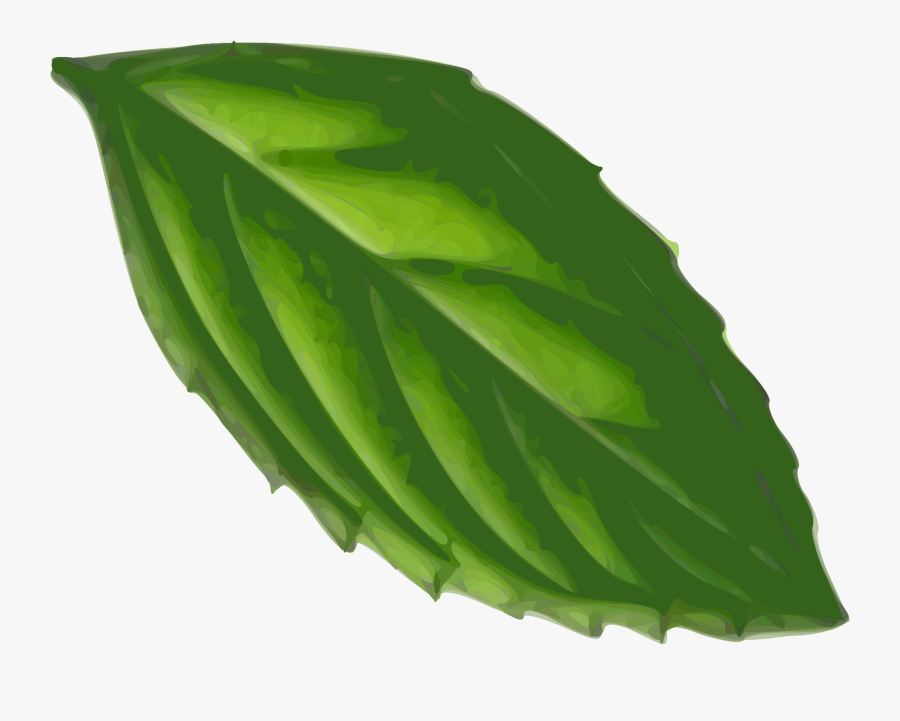 Mint Leaf Drawing At - Mint Leaf Clipart, Transparent Clipart