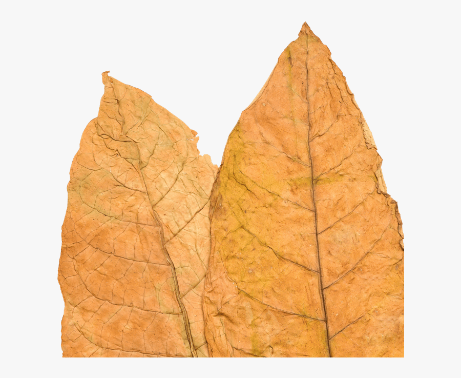 Transparent Tobacco Plant Png - Gambel Oak, Transparent Clipart