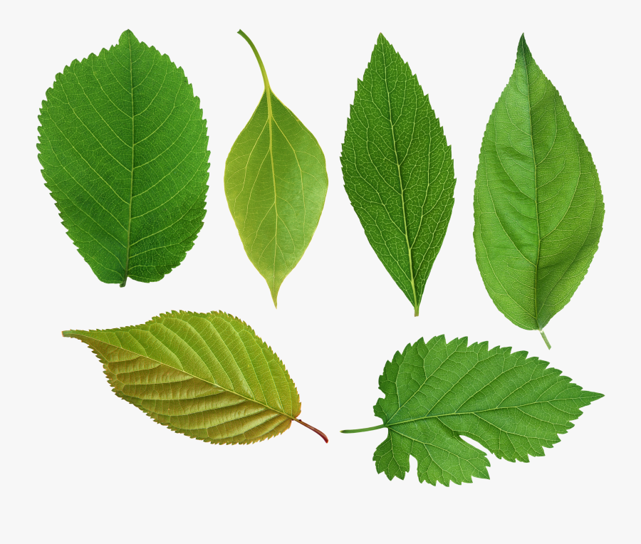Pictures Of Leaves - Leaves Reference, Transparent Clipart