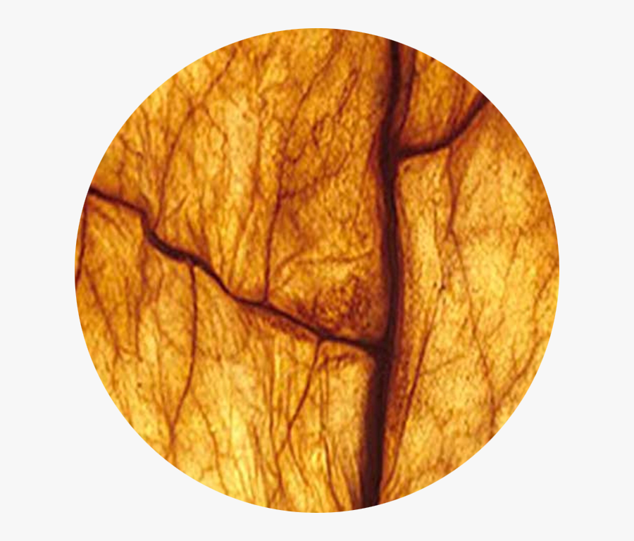 Clip Art Oriental Tobacco - Oriental Tobacco, Transparent Clipart