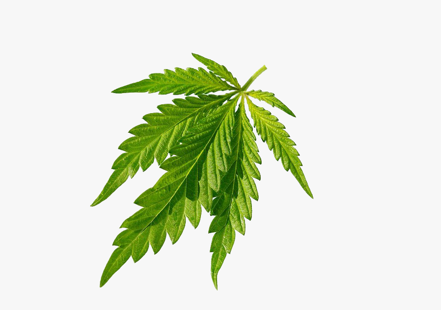 Weed Png Cute - Leaf Hemp, Transparent Clipart