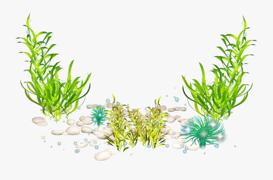 Transparent Seaweed Clipart Png - Seaweed Png, Transparent Clipart