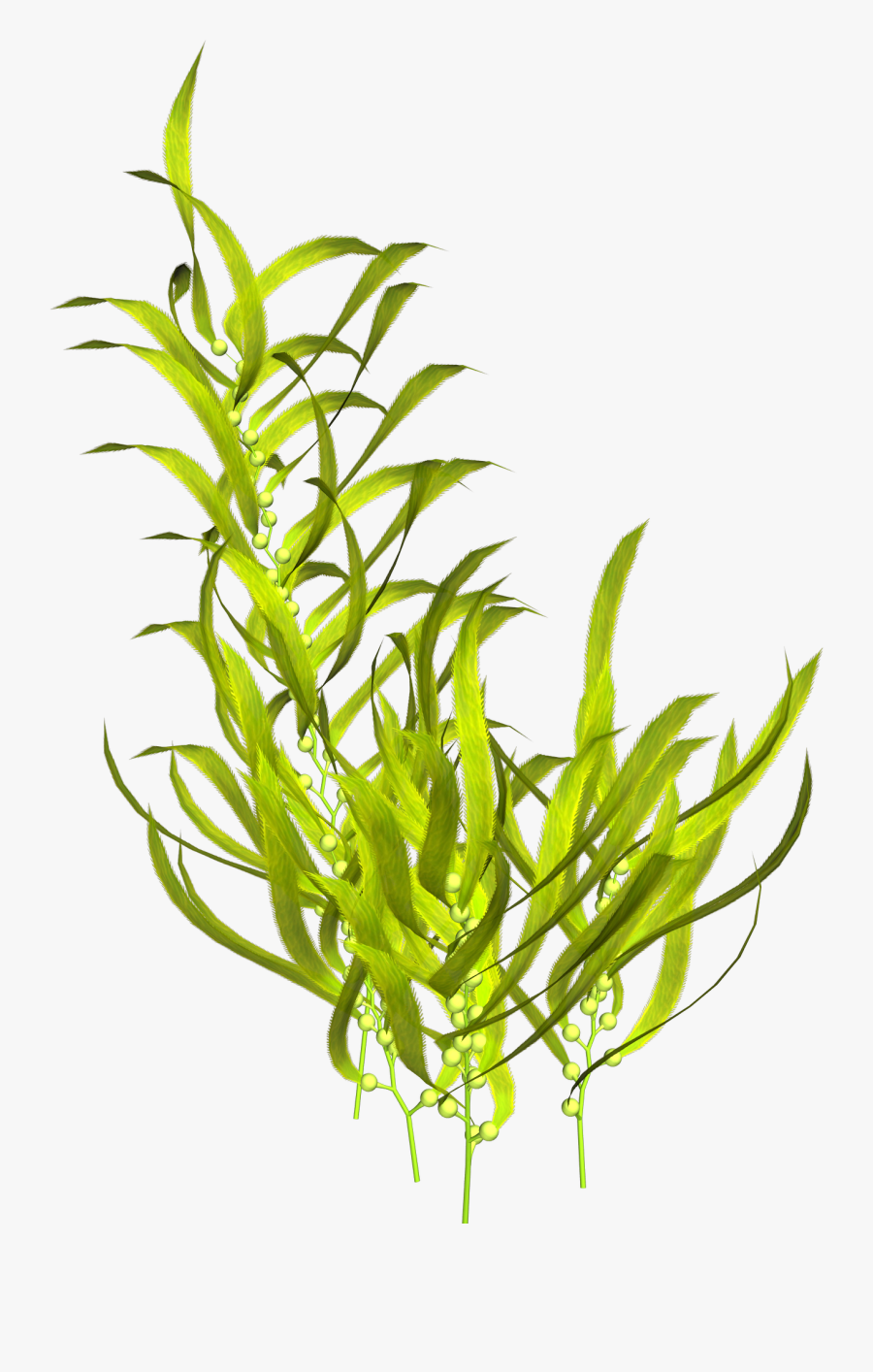 Seaweed Aquatic Plants Clip Art - Transparent Background Aquatic Plants Png, Transparent Clipart