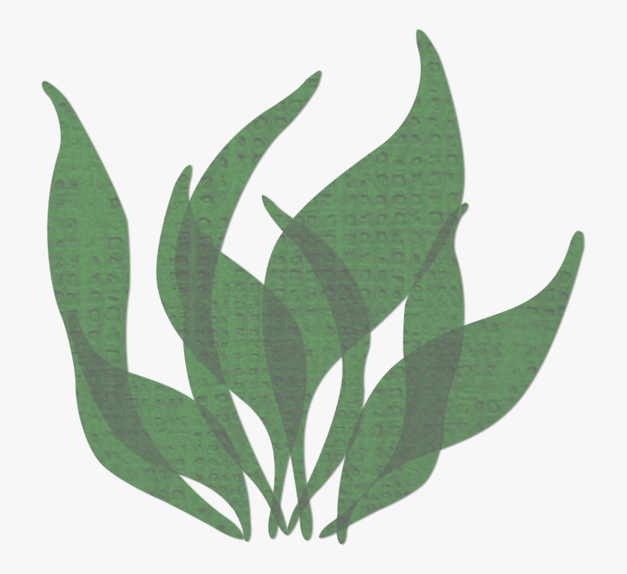 Collection Of Free Drawing - Seaweed Png, Transparent Clipart