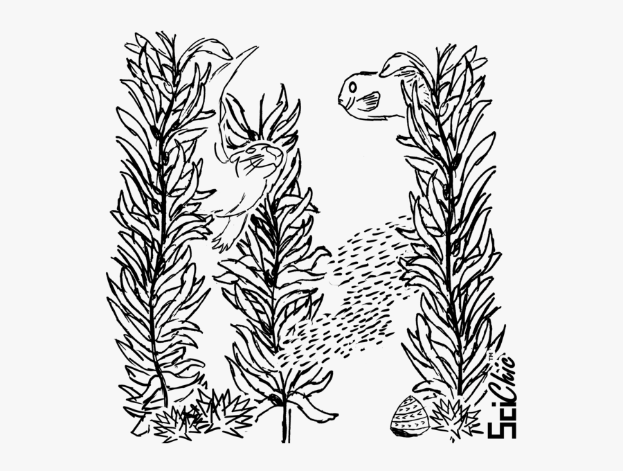 Graphic Black And White Library Collection Of Free - Sketch Kelp Forest Drawing, Transparent Clipart