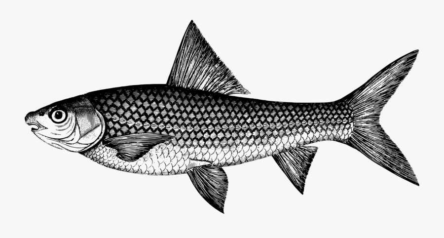 Marine Biology,shark,sardine - Coregonus Lavaretus, Transparent Clipart