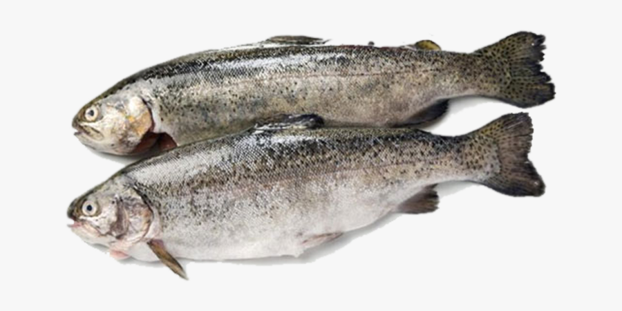 Fish Products Rainbow Trout Sardine - Rainbow Trout Fresh, Transparent Clipart
