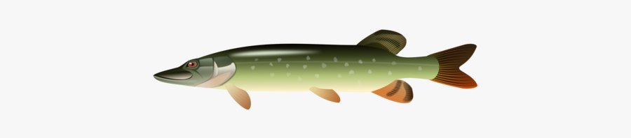 Sardine,fin,fish - Pike Clipart, Transparent Clipart