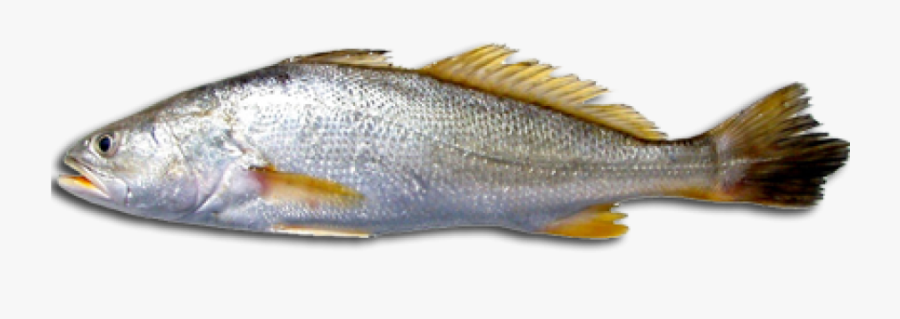 Download Free Fish Png Transparent Images Transparent - Que Es La Corvina, Transparent Clipart