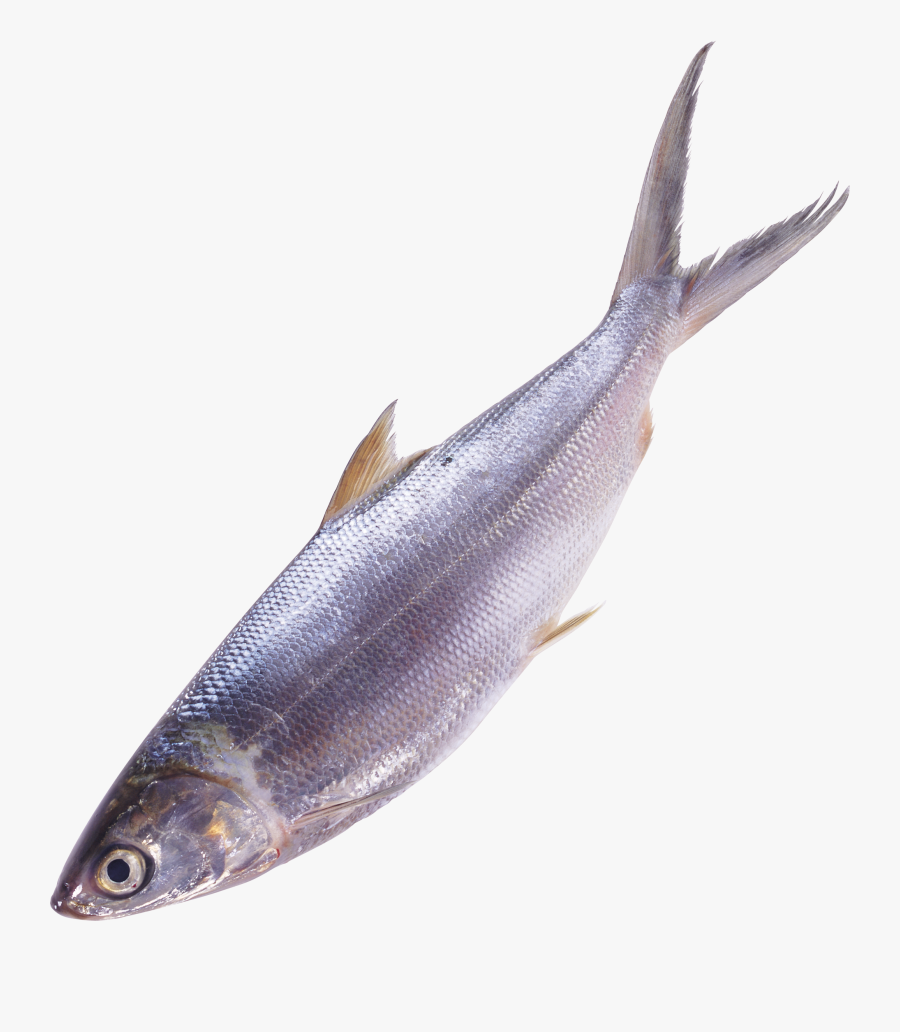 Fish Png, Transparent Clipart