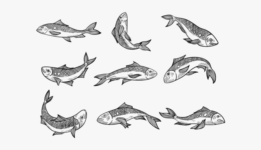 Freie Hand Drawn Sardine Vektoren - Hand Drawn Sardine Png, Transparent Clipart