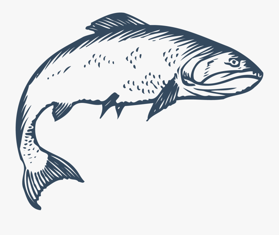 Freshwater Fish Euclidean Vector - Jumping Fish Vector Free Download, Transparent Clipart