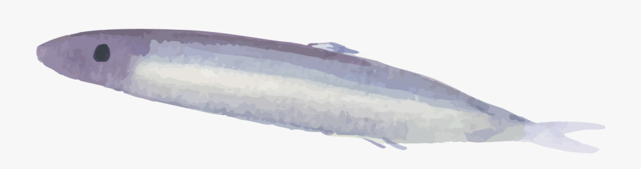Drums Painted Drum Fish - Sardine, Transparent Clipart