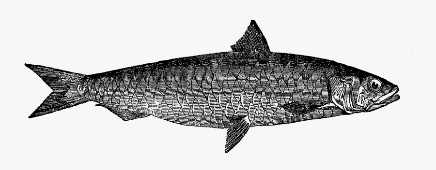 Clip Art Pilchard Fishing - Sarsine Drawings, Transparent Clipart