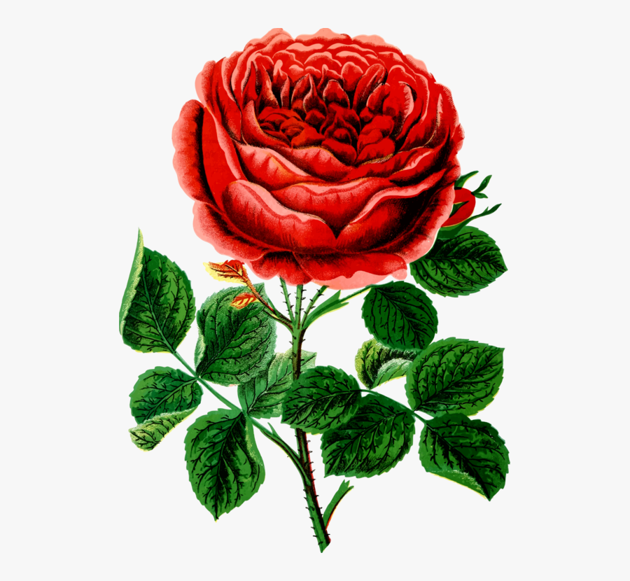 Petal,chrysanths,plant - Rose, Transparent Clipart