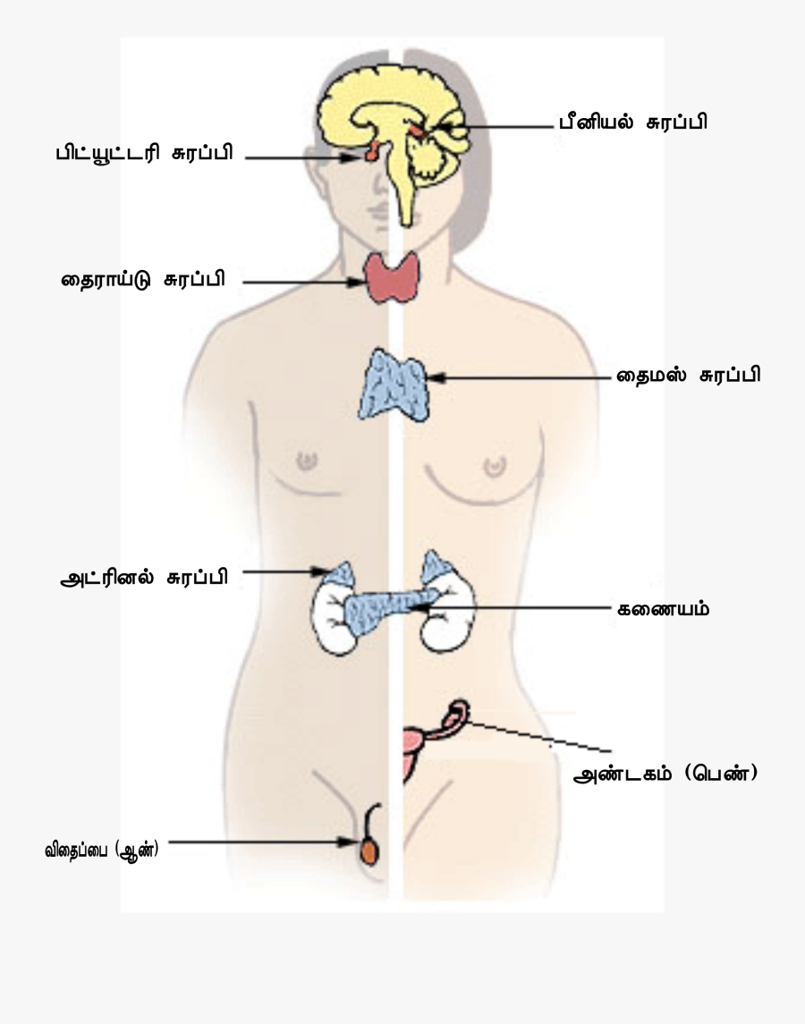 Clip Art File Illu Ta Svg - Hormonal Glands In Human Body, Transparent Clipart