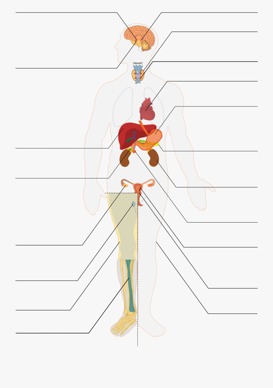 Clip Art File Svg Wikipedia Fileendocrine - Let's Find Out About The Endocrine System Webquest, Transparent Clipart