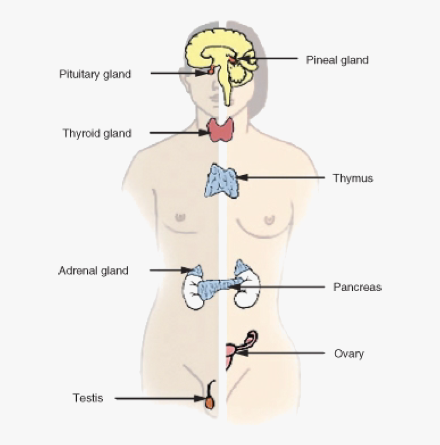 Clip Art Endocrine System Images - Adrenal Gland, Transparent Clipart