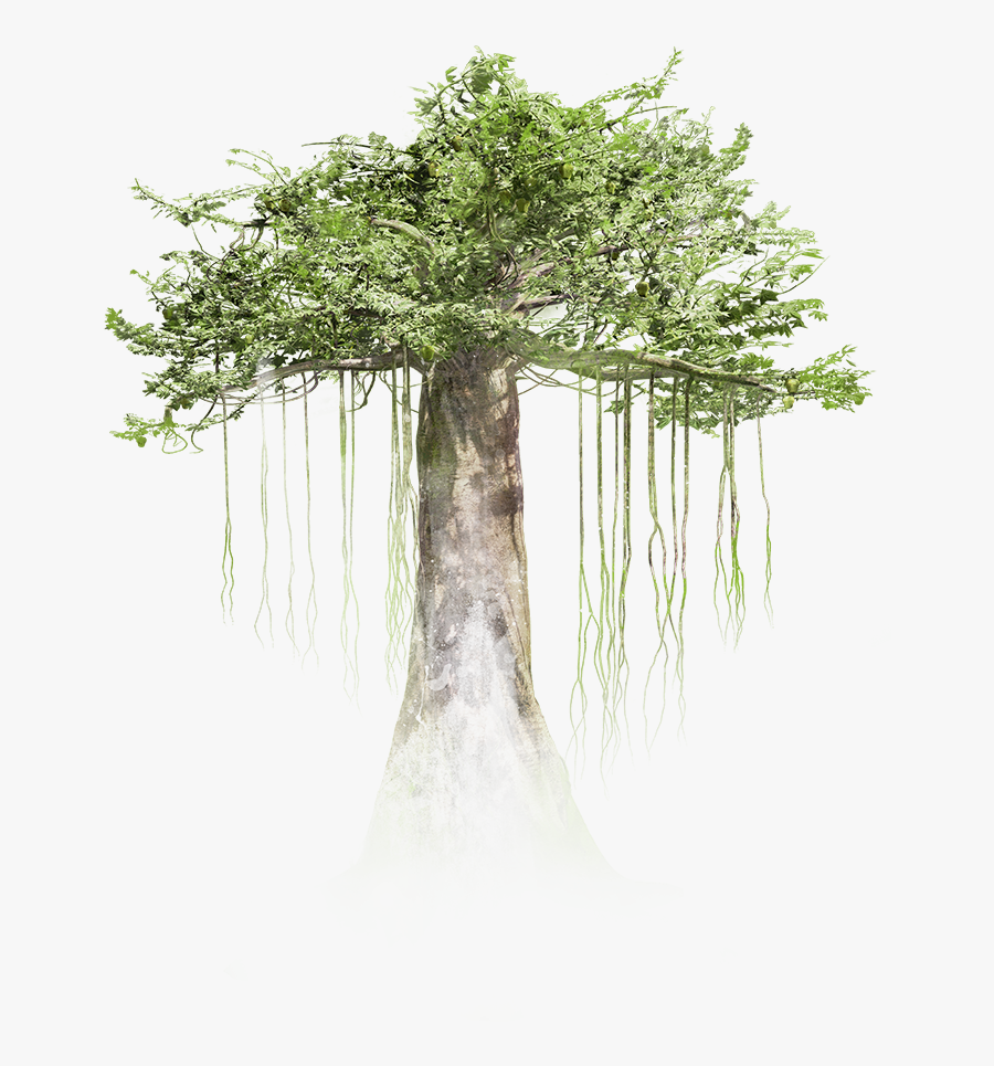 Rainforest Trees Png - Tree Vr, Transparent Clipart