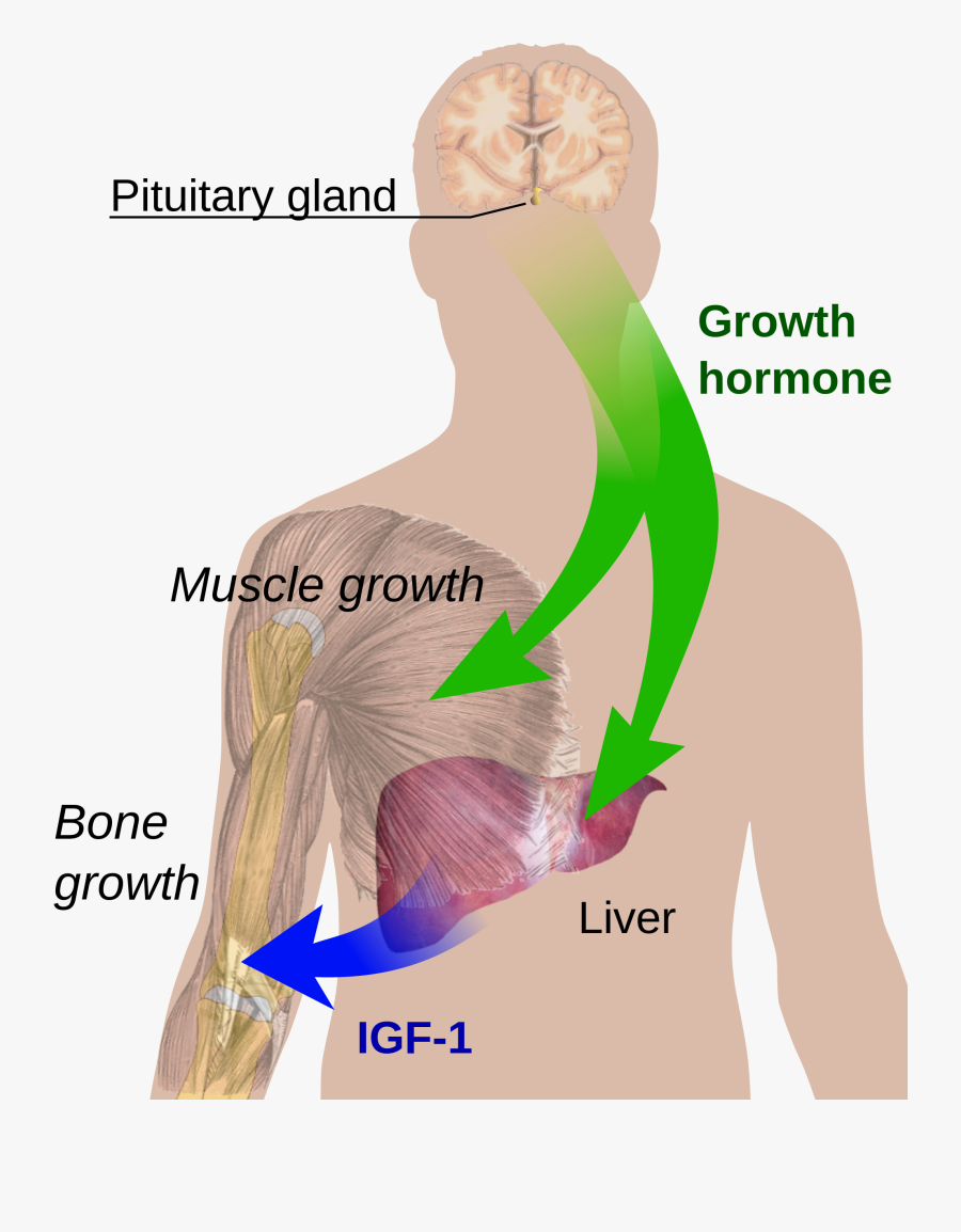Tall Clipart Growth Hormone - Growth Hormone, Transparent Clipart