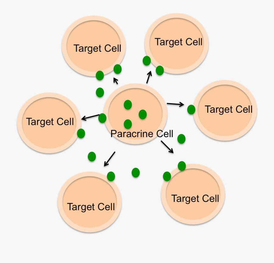 Circle, Transparent Clipart