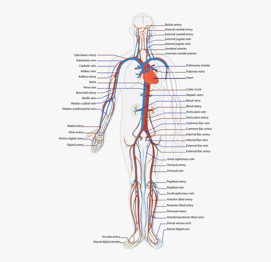 Picture - Body Blood Flow, Transparent Clipart